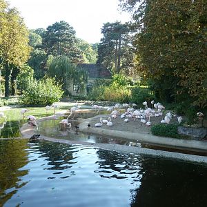 Greater flamingo (Phoenicopterus roseus)