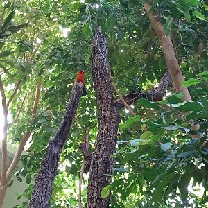 Birdhouse - Southamerican rainforest - Brazilian tanager (Ramphocelus bresilia)