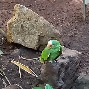 Birdhouse - Southamerican rainforest - White-fronted amazon (Amazona albifrons)