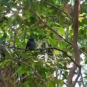 Birdhouse - Southamerican rainforest - Green-mantled tanager (Rauenia darwinii)