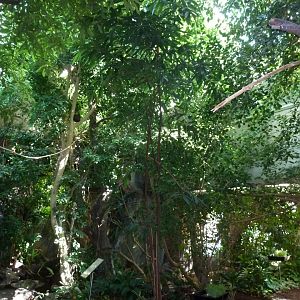 Birdhouse - Southamerican rainforest - General view