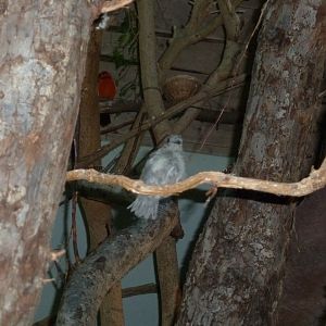 Birdhouse - Southamerican rainforest - Blue-backed manakin (Chiroxiphia pareola)