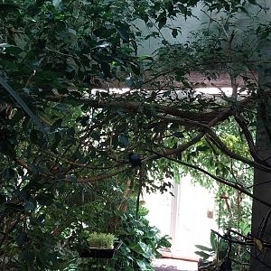 Birdhouse - Southamerican rainforest - Blue-backed manakin (Chiroxiphia pareola)