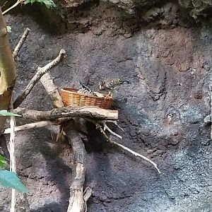 Birdhouse - Southamerican rainforest - Sunbittern (Eurypyga helias)