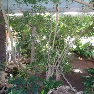 Birdhouse - Southamerican rainforest  -  General view