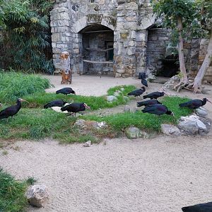 Waldrapp ibis (Geronticus eremita)