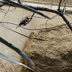 Birdhouse - African savannah - White-fronted bee-eater (Merops Bullockoides)
