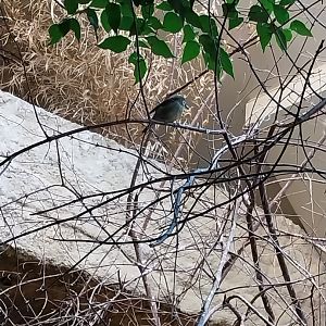 Birdhouse - African savannah - KIlimanjaro white-eye (Zosterops eurycricotus)