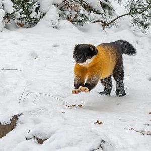 Yellow-throated marten (Martes flavigula)