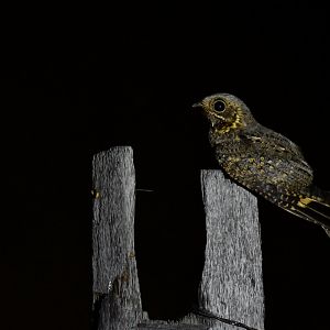 Madagascar Nightjar Caprimulgus madagascariensis