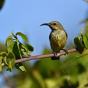 Souimanga sunbird (Cinnyris sovimanga)