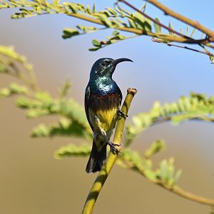 Souimanga sunbird (Cinnyris sovimanga)