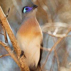 Crested coua (Coua cristata)