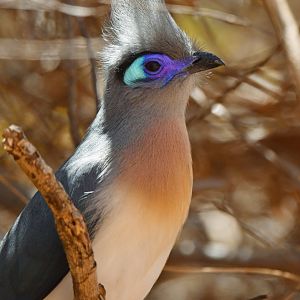 Crested coua (Coua cristata)