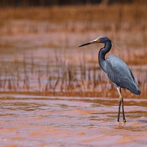 Western Reef-Egret (Egretta gularis schistaea)