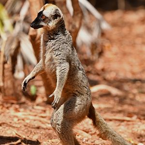 Red lemur (Eulemur rufus)