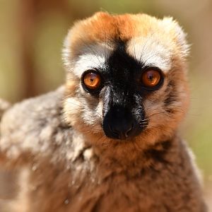 Red lemur (Eulemur rufus)