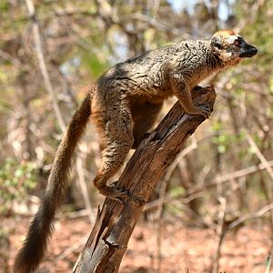 Red lemur (Eulemur rufus)