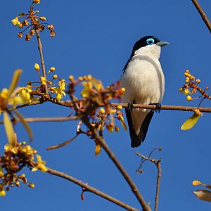 Chabert's Vanga (Leptopterus chabert)