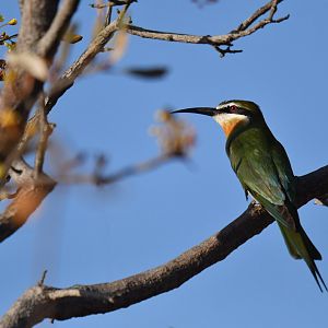 Olive Bee-eater (Merops superciliosus)