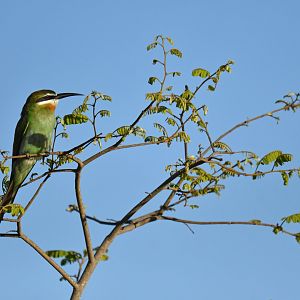 Olive Bee-eater (Merops superciliosus)