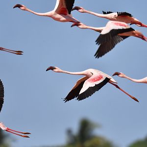 Lesser Flamingo (Phoeniconaias minor)