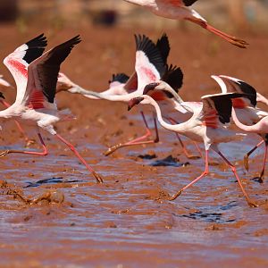 Lesser Flamingo (Phoeniconaias minor)