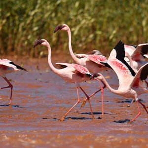Lesser Flamingo (Phoeniconaias minor)