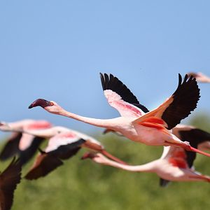 Lesser Flamingo (Phoeniconaias minor)