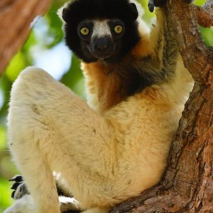 Crowned sifaka (Propithecus coronatus)