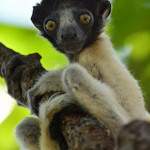 Crowned sifaka (Propithecus coronatus)