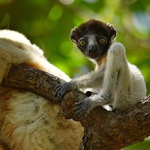 Crowned sifaka (Propithecus coronatus)