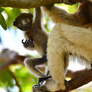 Crowned sifaka (Propithecus coronatus)