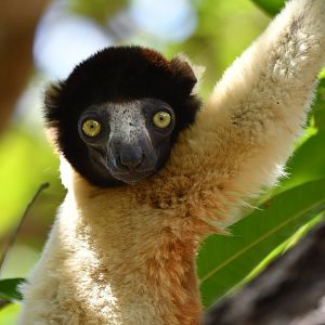 Crowned sifaka (Propithecus coronatus)