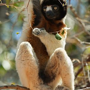 Crowned sifaka (Propithecus coronatus)