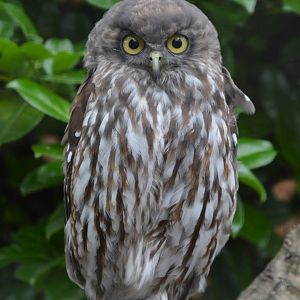 Barking owl (Ninox connivens connivens)