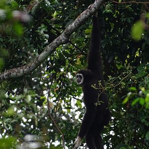 Lar gibbon (Hylobates lar entelloides)