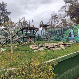 Lar Gibbon & Sumatran Orangutan