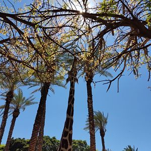 Reticulated Giraffe, April 2022