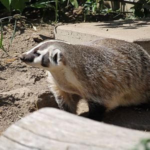 American Badger (Taxidea taxus)