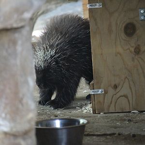 North American Porcupine (Erethizon dorsatum)