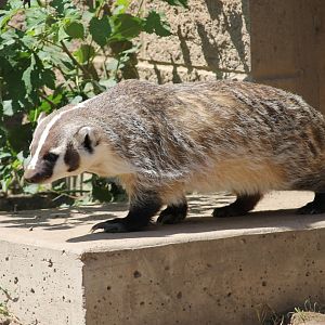 American Badger