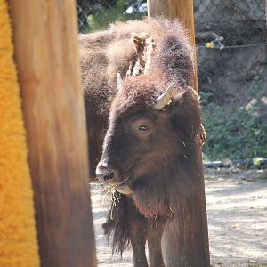 Young American Bison