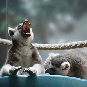 Lazy Lemurs