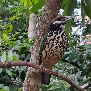 White-eared Catbird (Ailuroedus buccoides)