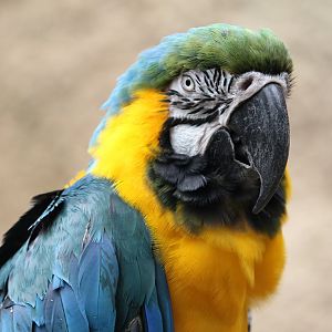 Blue-and-gold Macaw (Ara ararauna)