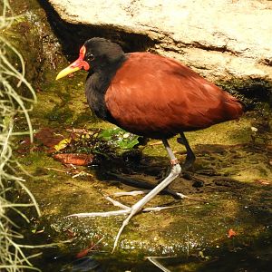 Wattled jacana