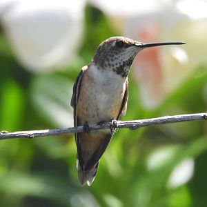 Wild Allen's hummingbird