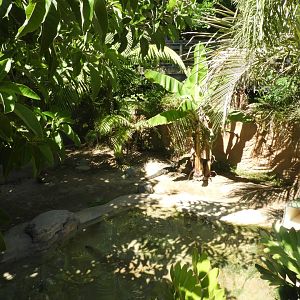 Chinese alligator enclosure