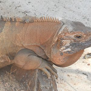 Jamaican iguana